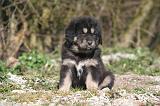 DOGUE DU TIBET 517